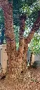 cay vuon 3 - Copy.webp