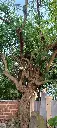 cay vuon 2 - Copy.webp